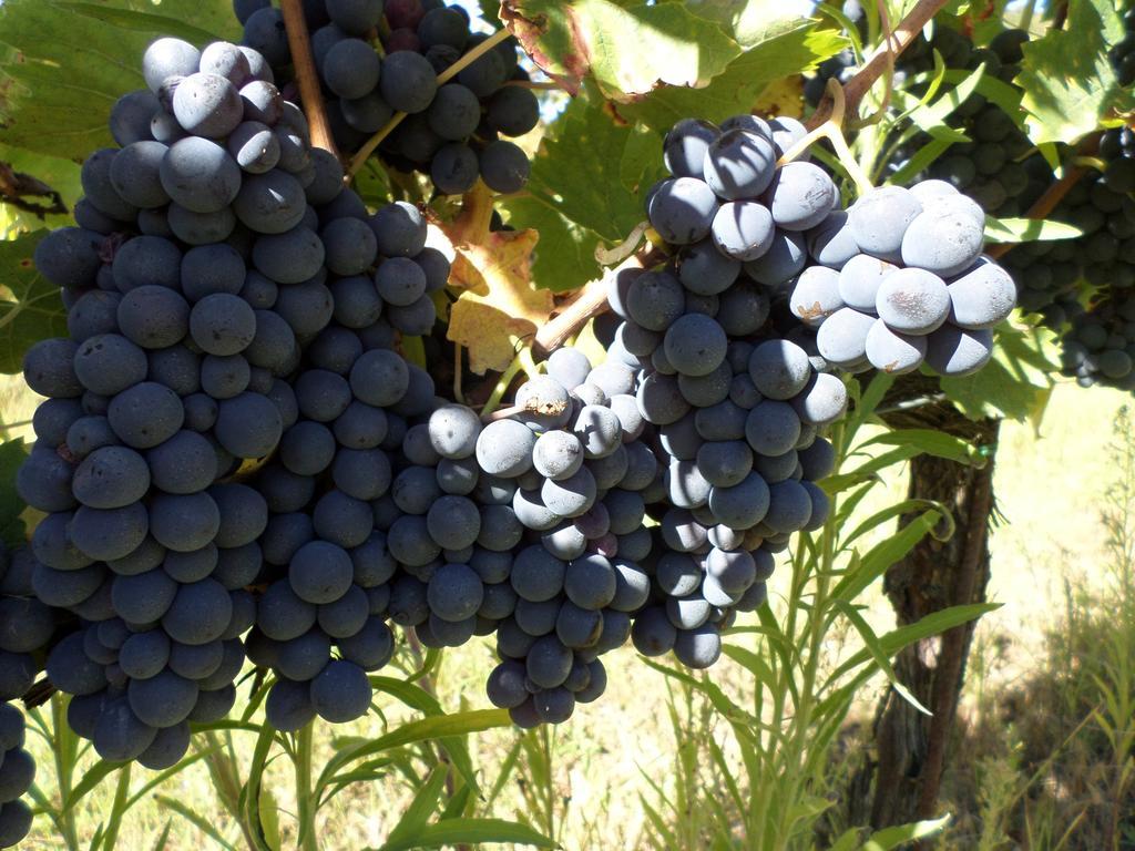 Tenuta Villa Rocchi Torrita di Siena Bagian luar foto